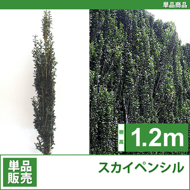 人気の生垣　スカイペンシル　苗　樹木　植木