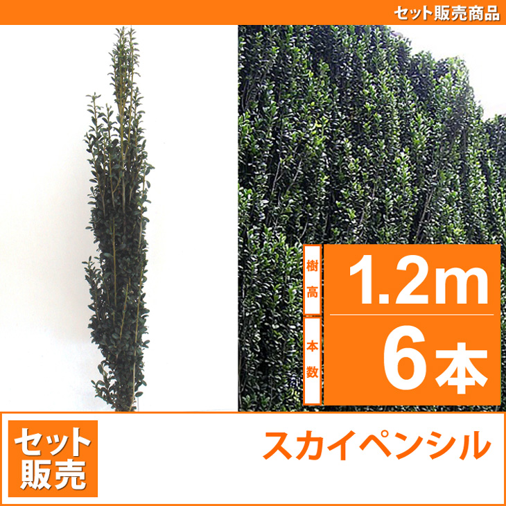 人気の生垣　スカイペンシル　苗　樹木　植木