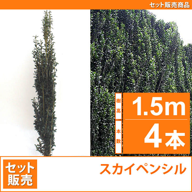 人気の生垣　スカイペンシル　苗　樹木　植木