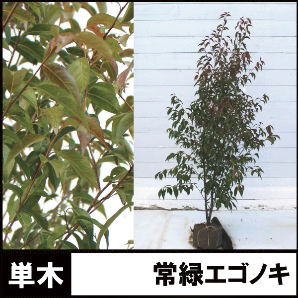 トキワエゴ　常緑　エゴノキ　植木