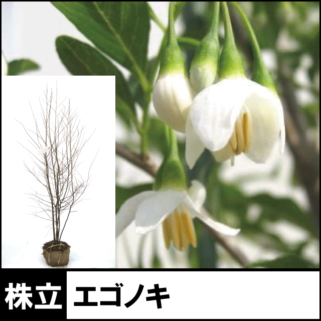 エゴノキ 株立ち 業者仕入向け