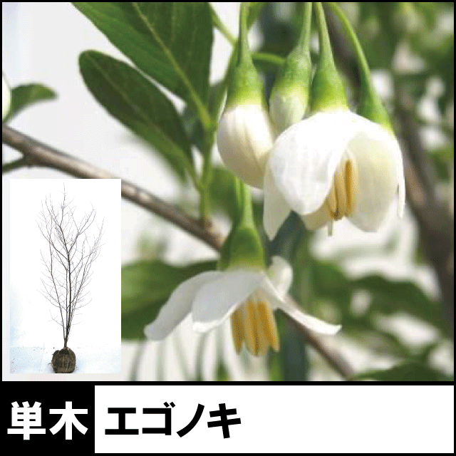 エゴノキ　シンボルツリー　植木組合