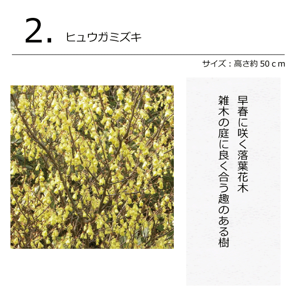 和モダン　モダン和風　雑木の庭　ガーデンセット
