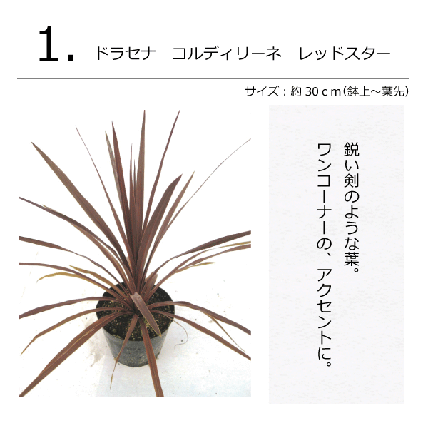 ナチュラルガーデン