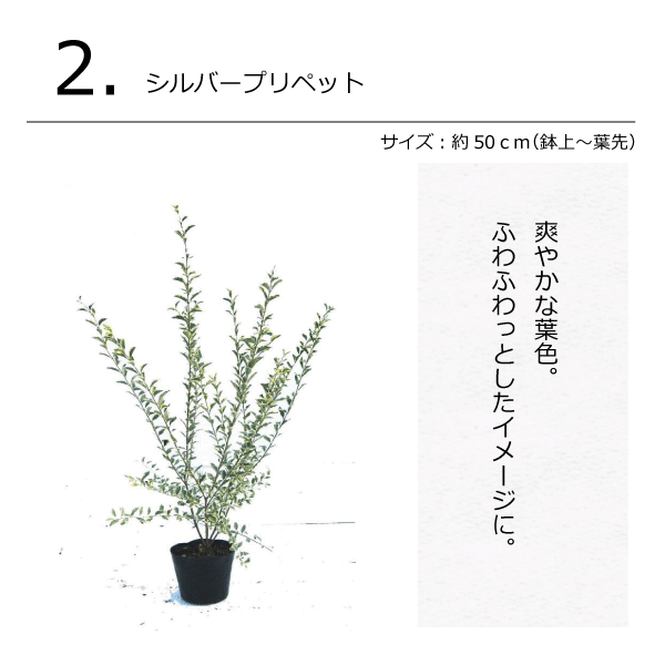 ナチュラルガーデン