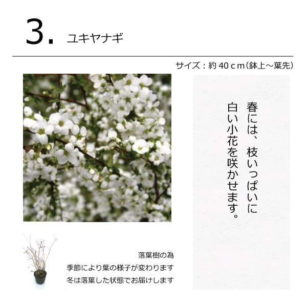 ナチュラルガーデン