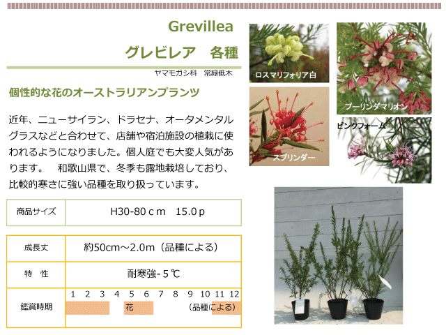 グレビレア　各種　植木組合