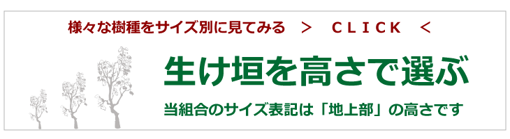 生け垣　生産　販売　卸　桃山町植木組合