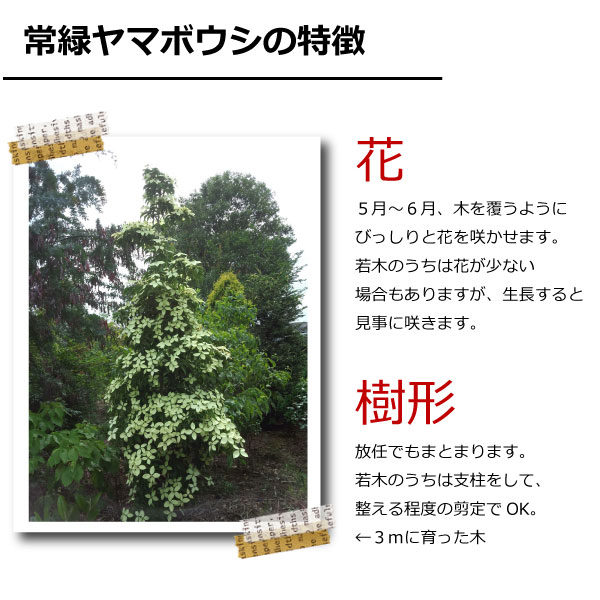 常緑ヤマボウシ　ホンコンエンシス  人気のシンボルツリー