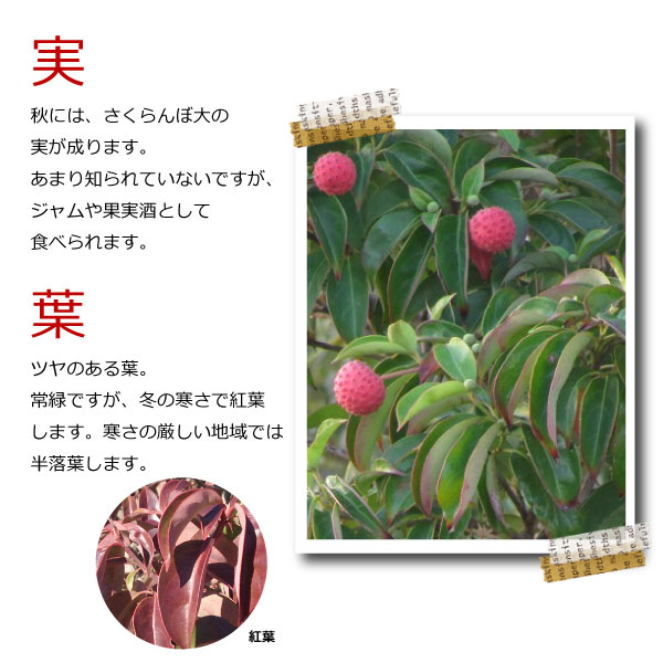 常緑ヤマボウシ　ホンコンエンシス 人気のシンボルツリー