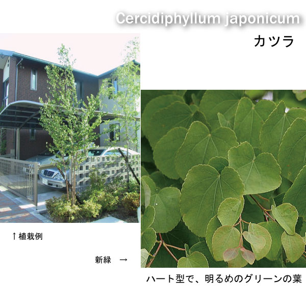 カツラ 桂 株立ち 業者仕入向け カツラ 桂 株立ち 業者仕入向け