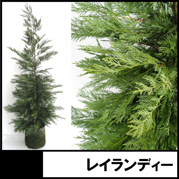 レイランディー　レイランドヒノキ　コニファー