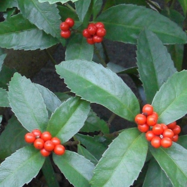 千両　センリョウ　苗　実