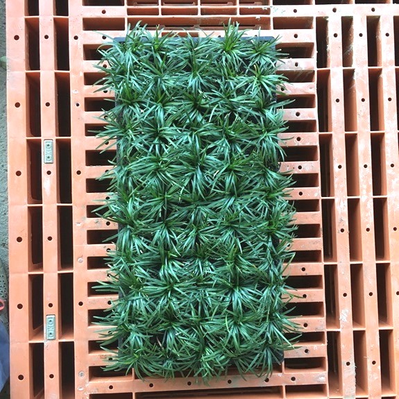 タマリュウ　玉龍　玉竜　リュウノヒゲ　苗