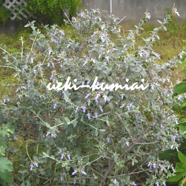 ツリージャーマンダー　クリオネブッシュジャーマンダー