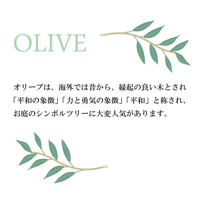 オリーブ　オリーブの木　シンボルツリー
