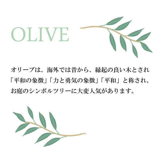 オリーブ 単木 【業者仕入向け】 常緑 シンボルツリー
