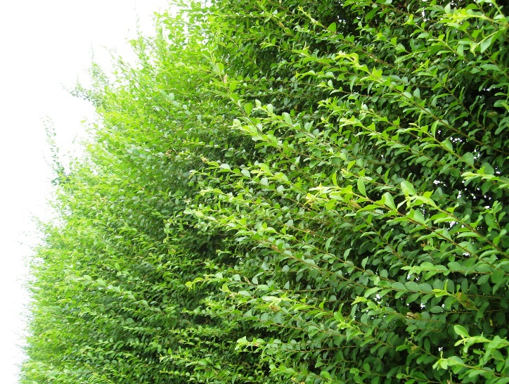 プリペット　セイユイボタノキ　生垣