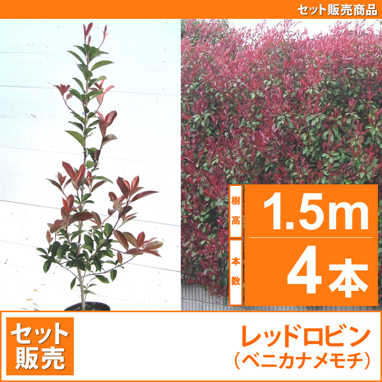 レッドロビン （西洋紅カナメ・アカメ） 高さ1.0m