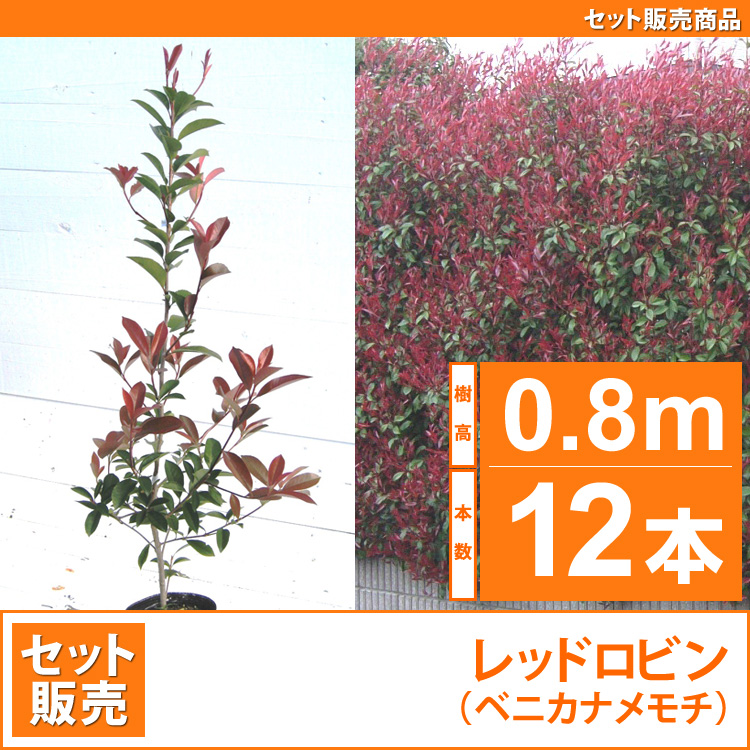 レッドロビン単品販売