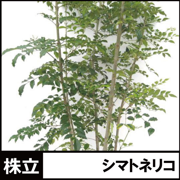 シマトネリコ株立ち