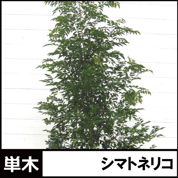 シマトネリコ 単木 1本立ち